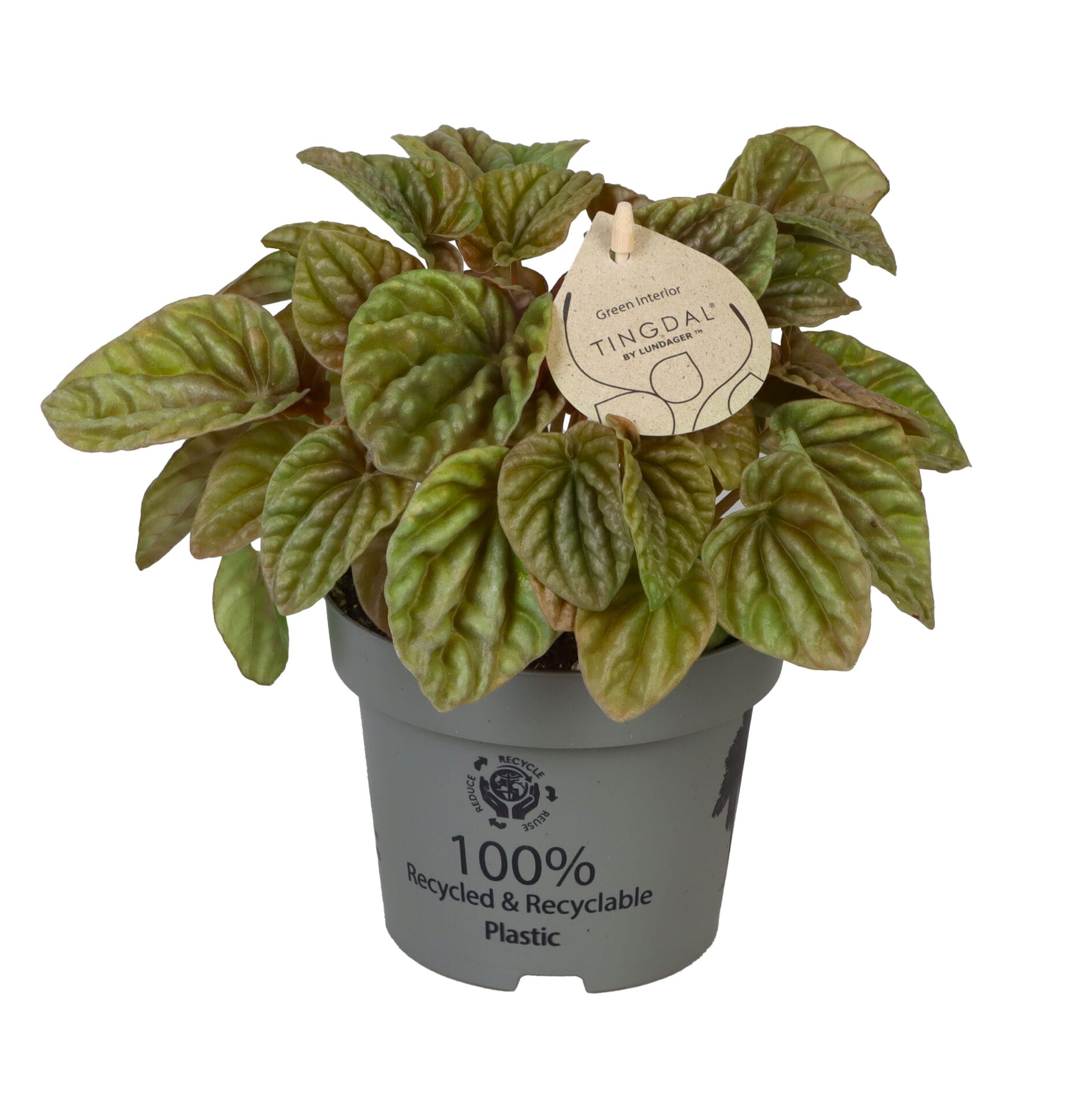 peperomia caperata quito lime