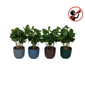 ceramic plant pots lundager plants