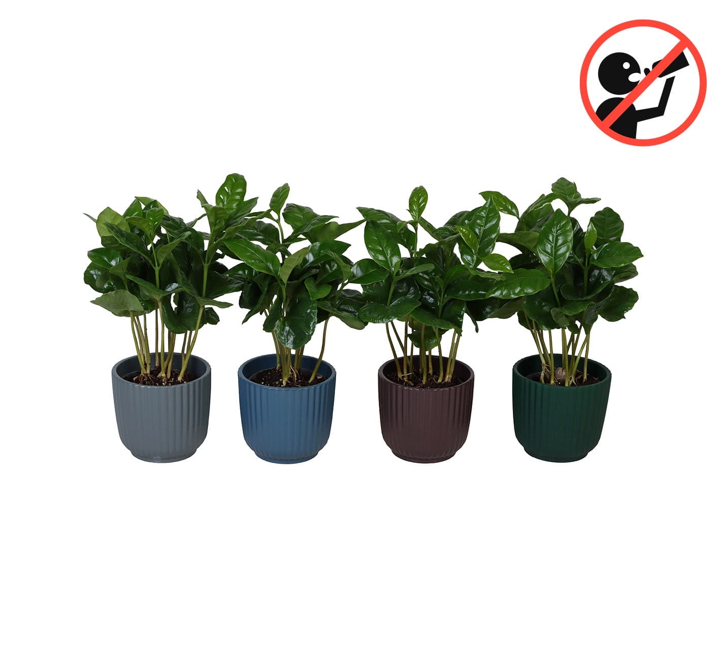 ceramic plant pots lundager plants