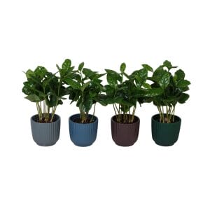 Coffea Arabica