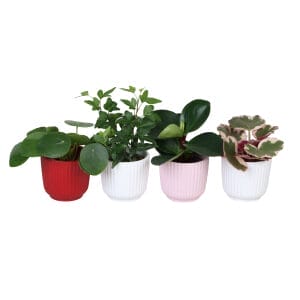 Green MIX 6 cm