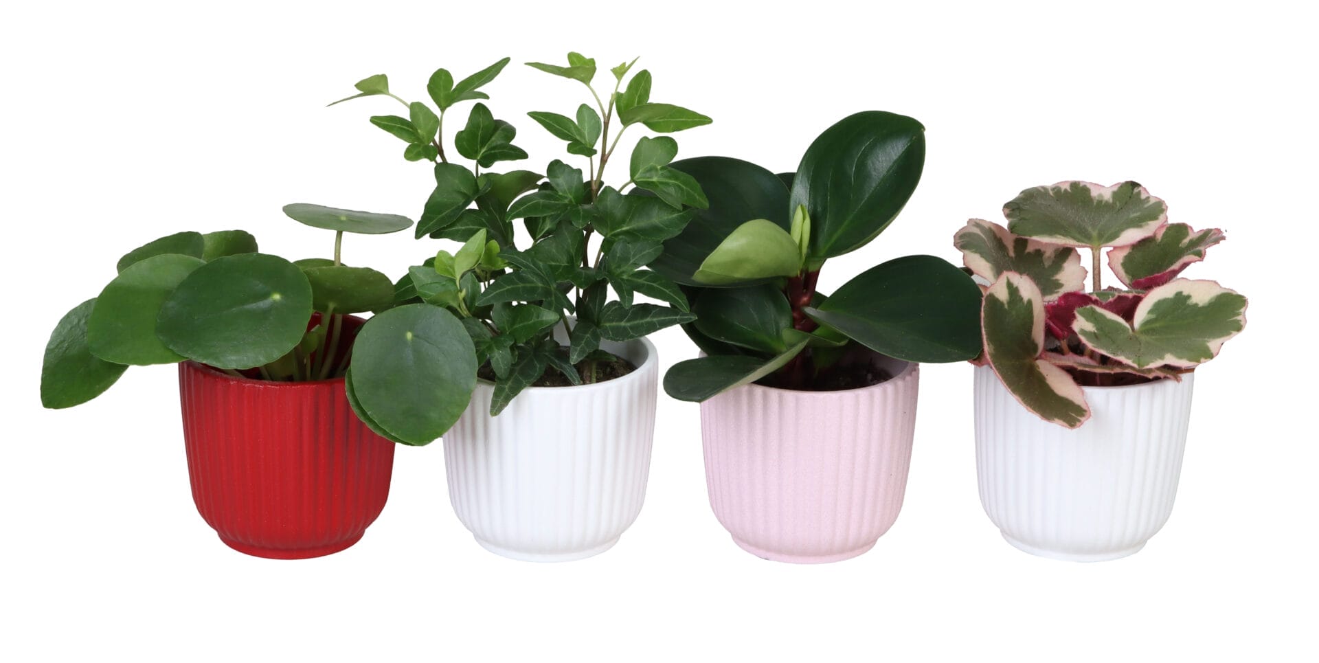 Green MIX 6 cm