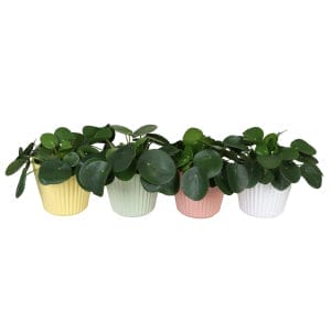 Pilea Peperomides