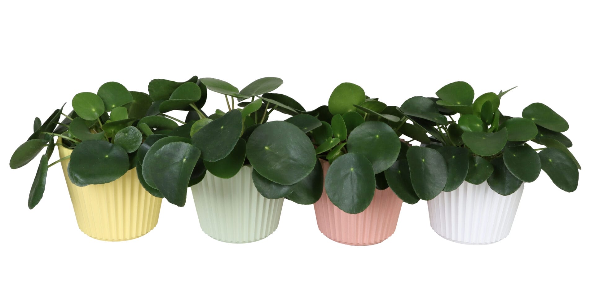 Pilea Peperomides