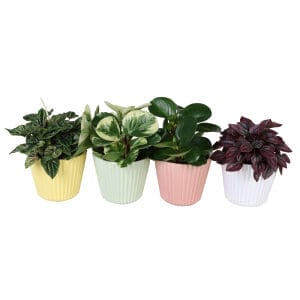 Peperomia MIX