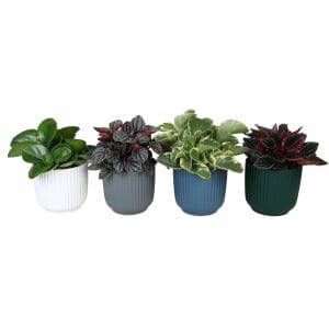 Peperomia MIX