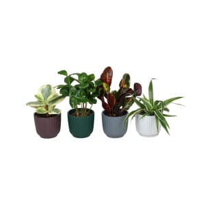Green MIX