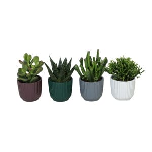 L 67324 avec Green MIX 12 cm