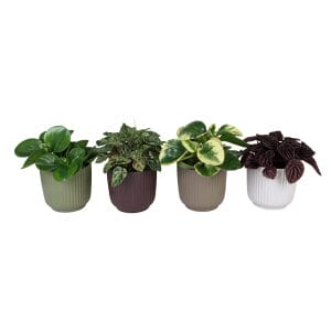 Peperomia MIX