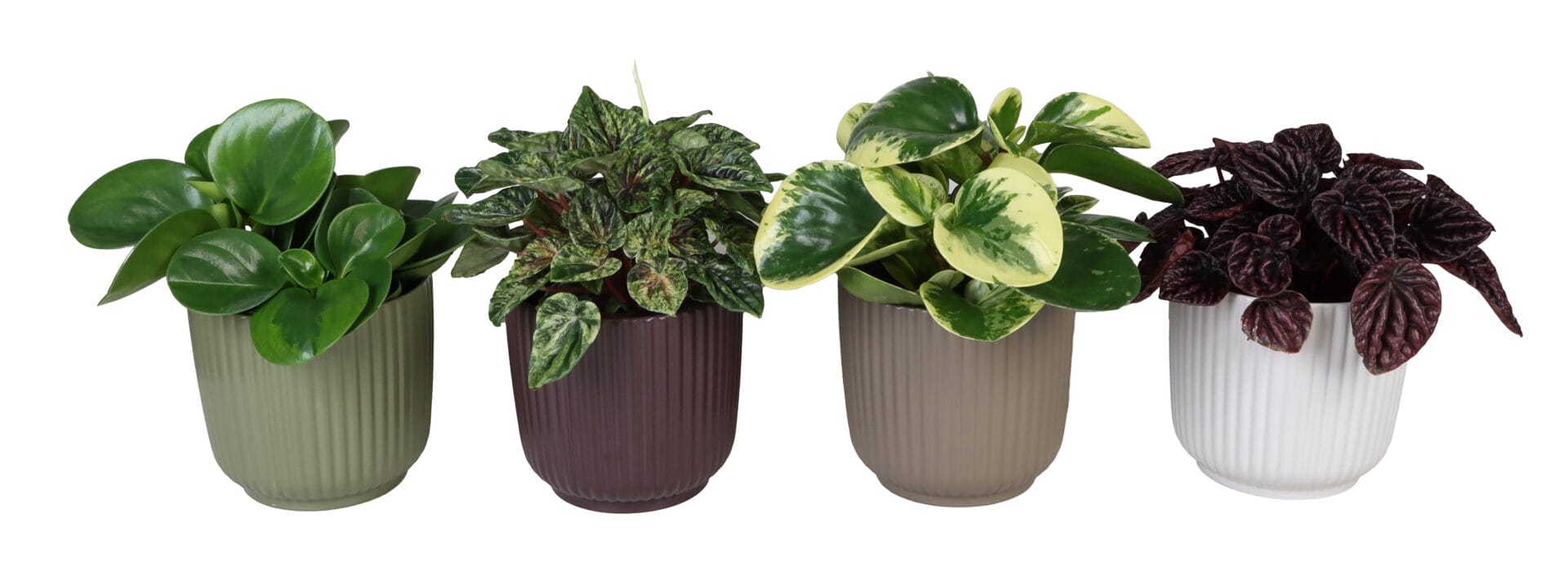 Peperomia MIX
