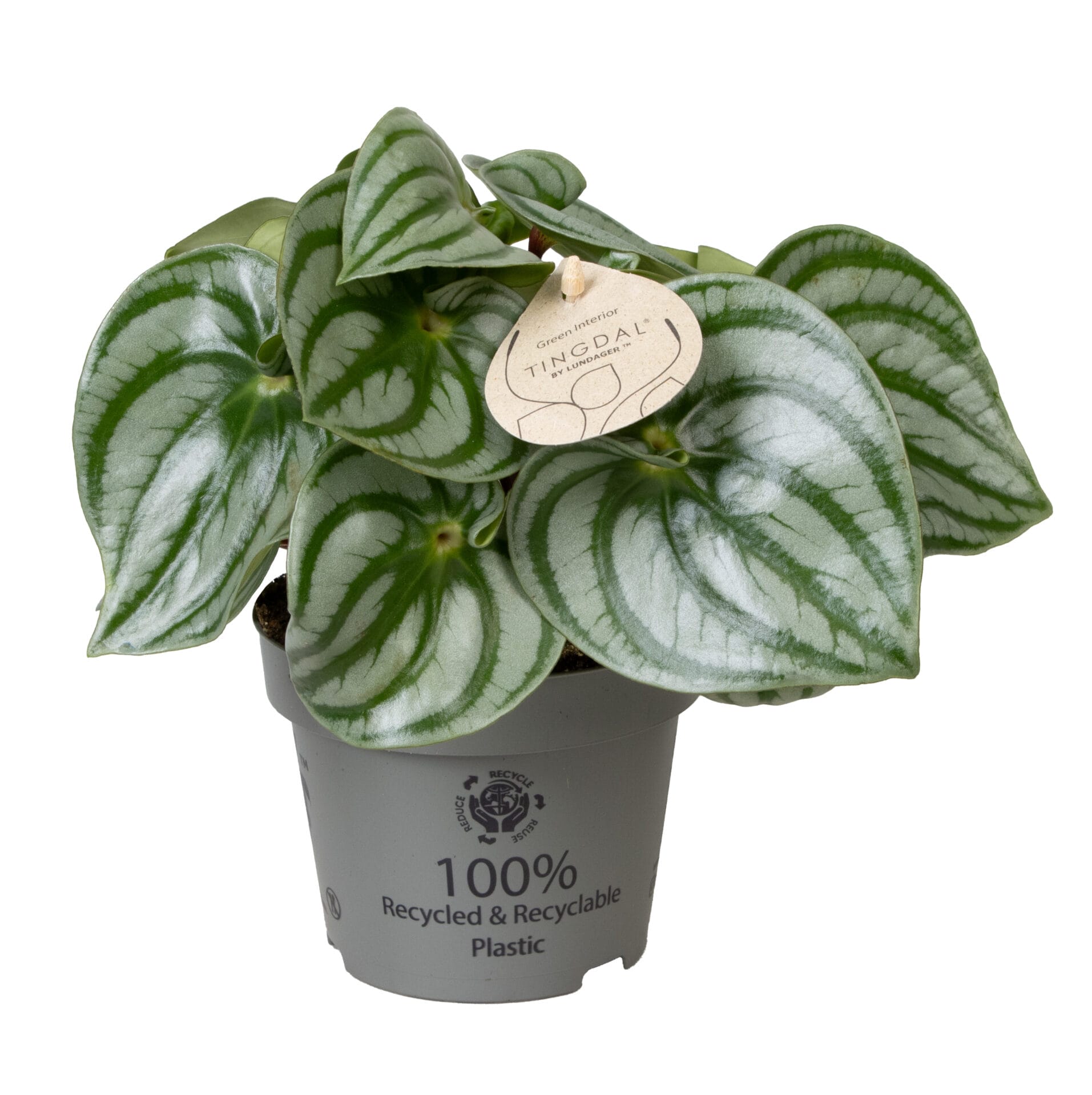 peperomia argyreia costa rica®