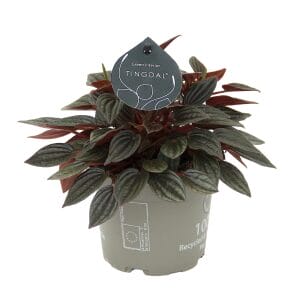 peperomia caperata lima