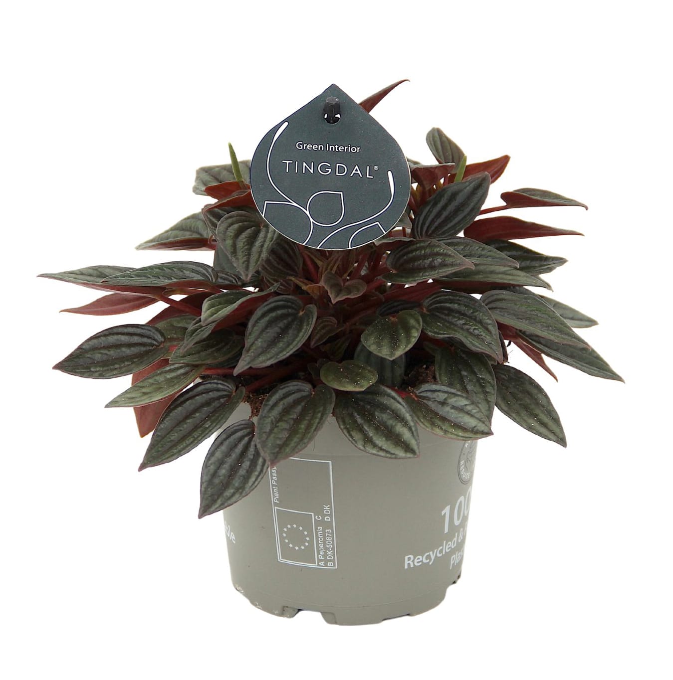 peperomia caperata lima