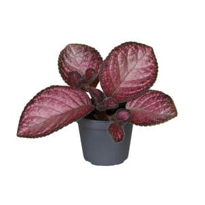 Episcia Malayan Gem