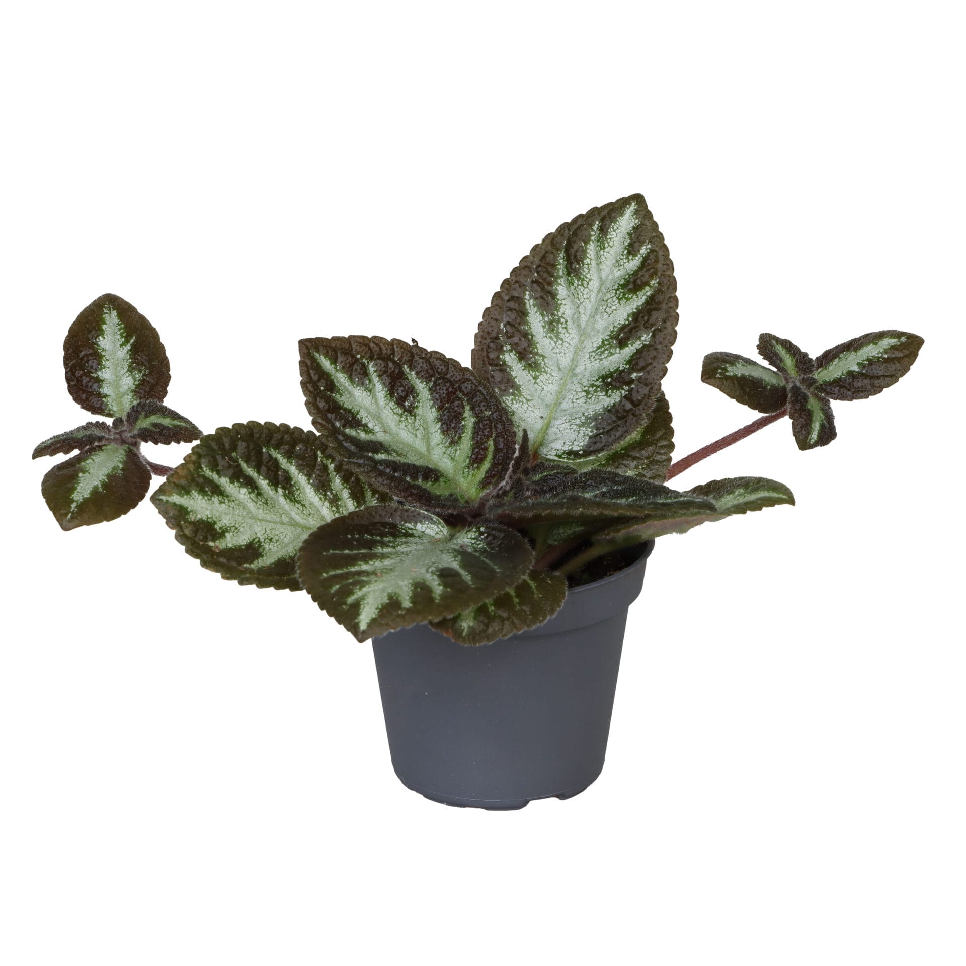 Episcia Silver Shield