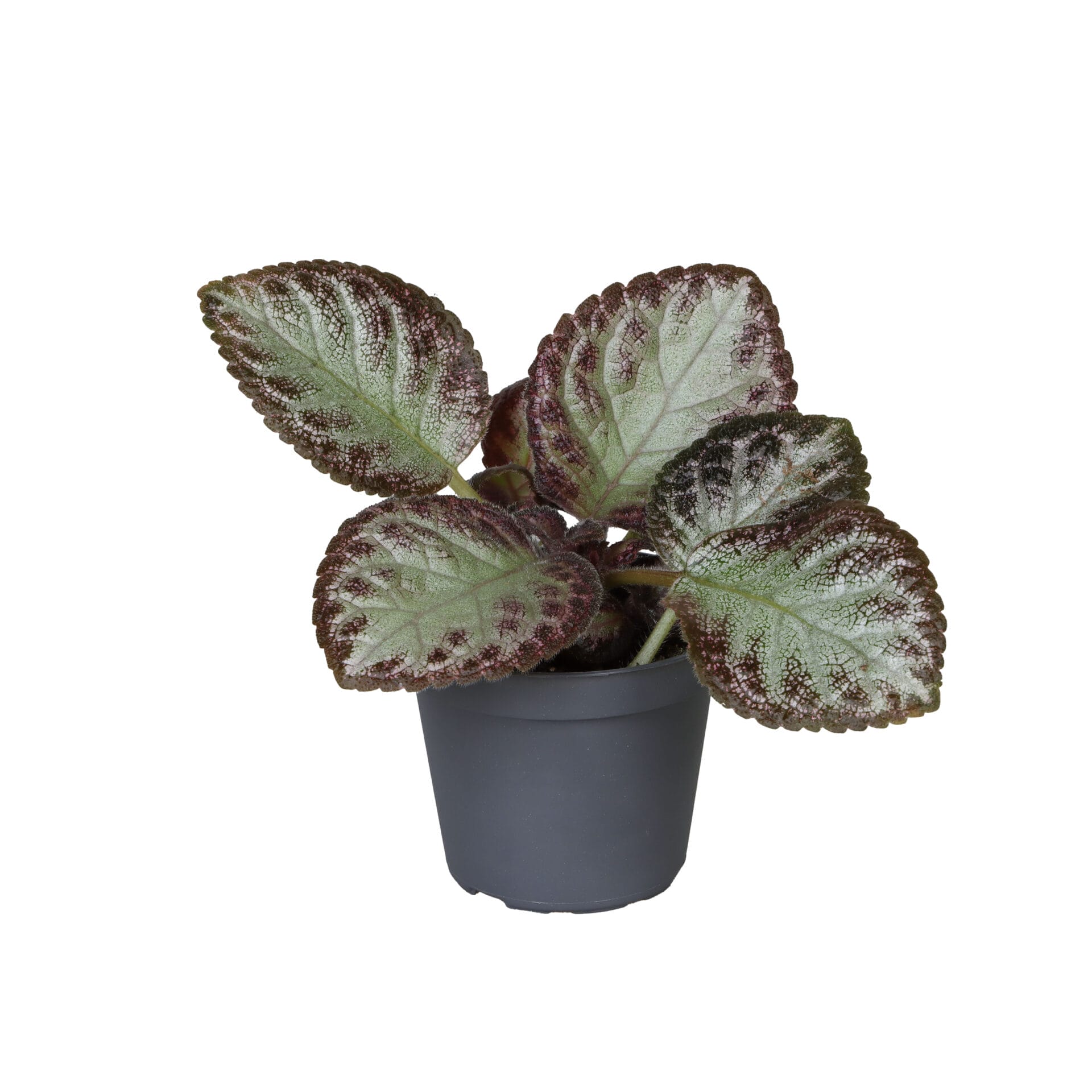 Episcia Pink Acajou