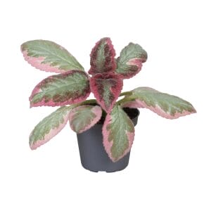 Episcia Brocade