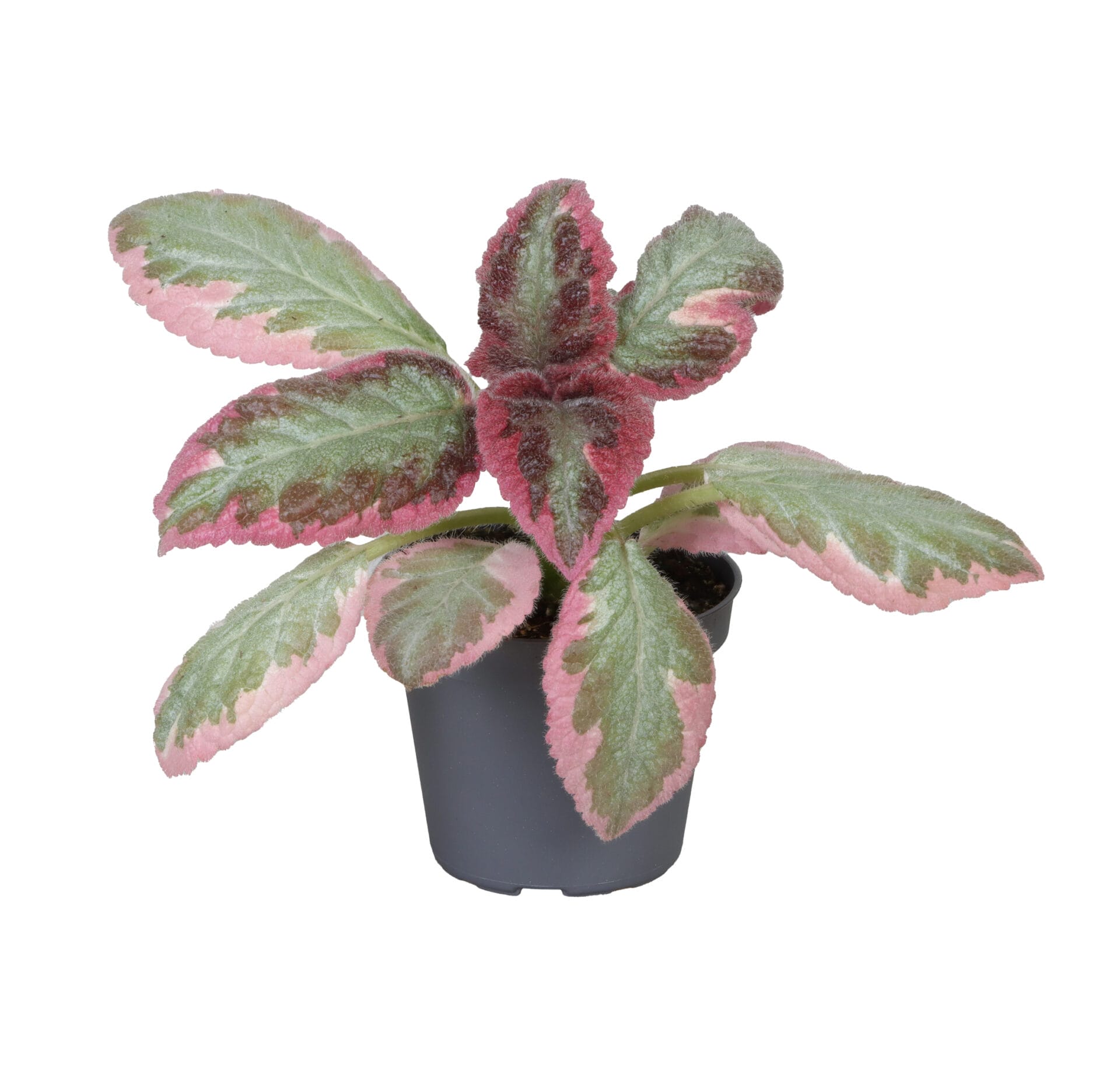 Episcia Brocade