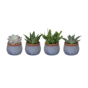 Succulent MIX