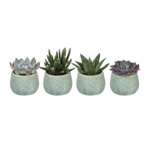 Succulent MIX
