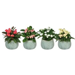 Euphorbia Milii