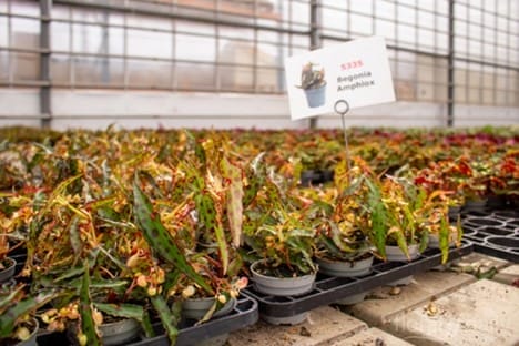 greenhouse