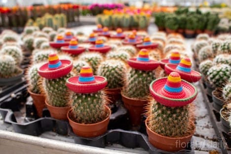 lundager cactus