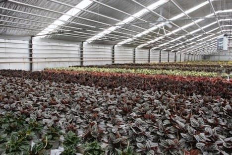greenhouse