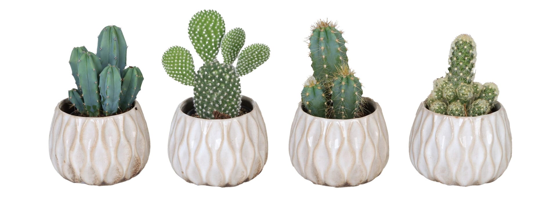 Cactaceae MIX