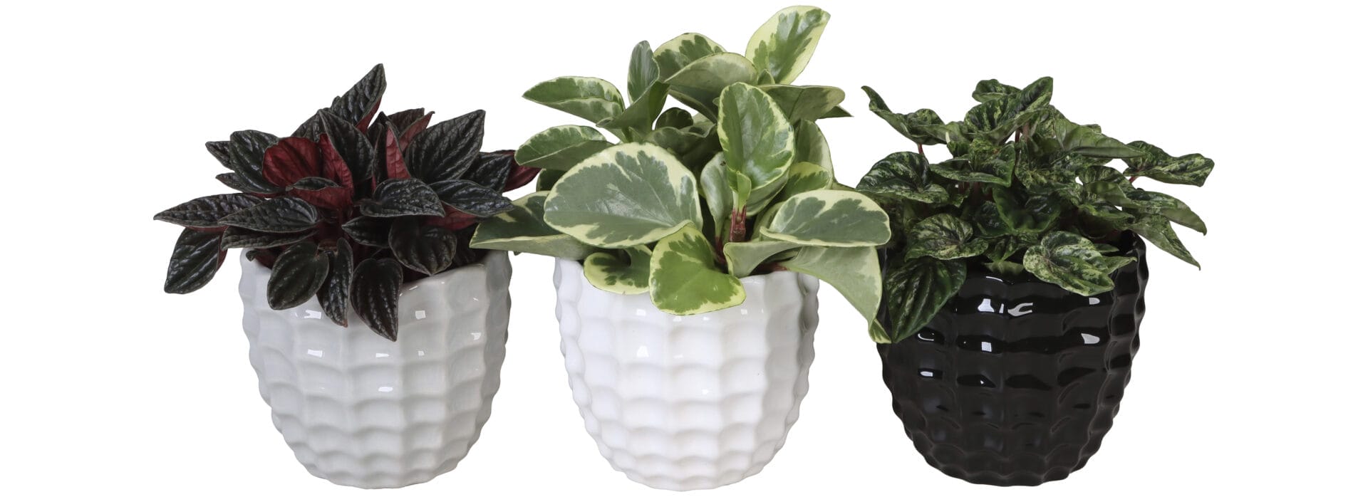 Peperomia MIX