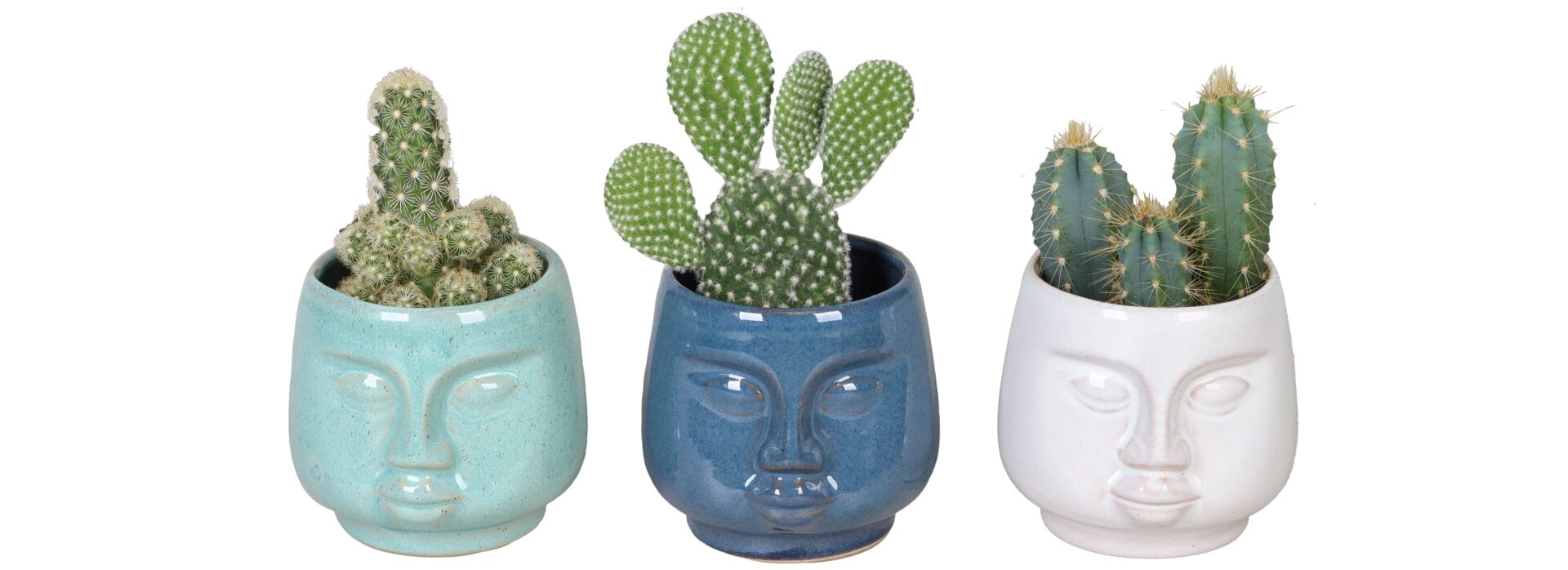 Cactaceae MIX