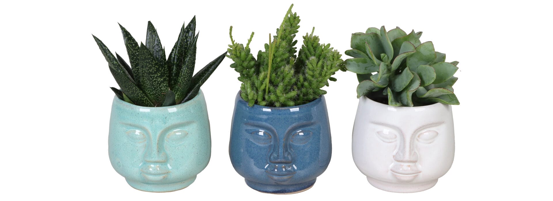 Succulent MIX