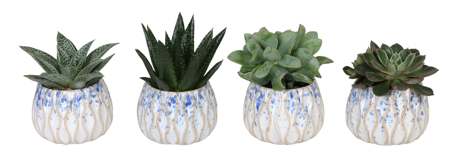 Succulent MIX