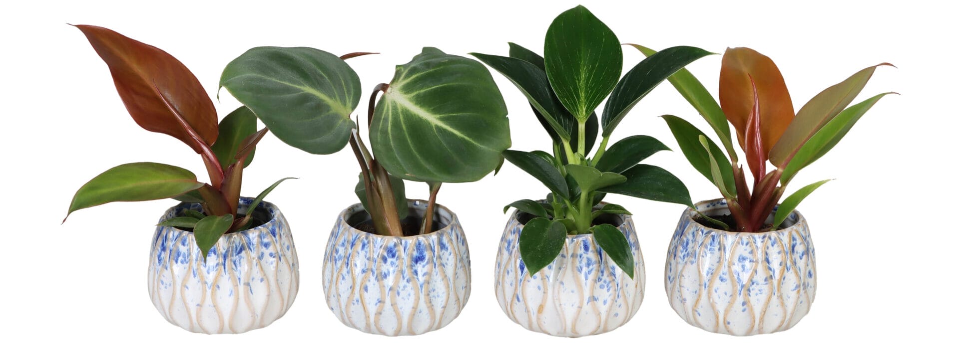 Philodendron MIX