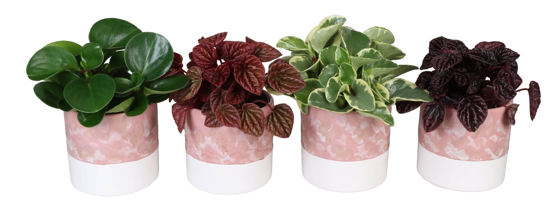Peperomia MIX
