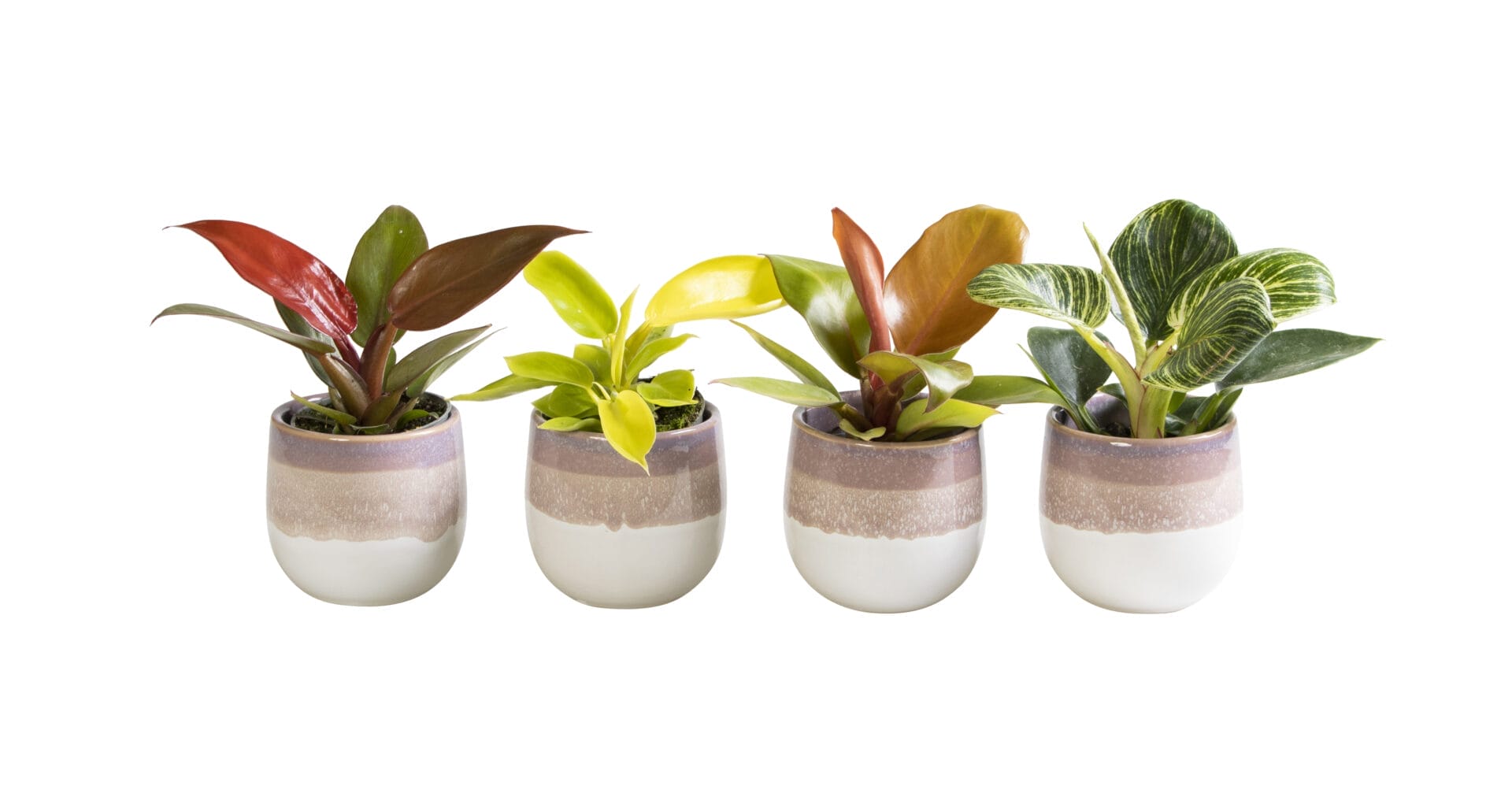Philodendron MIX