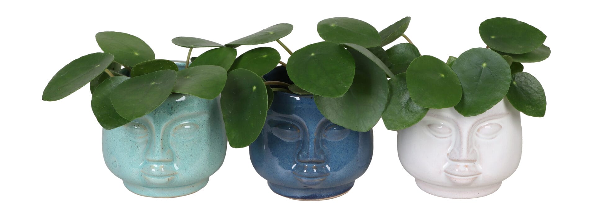 Pilea Peperomioides