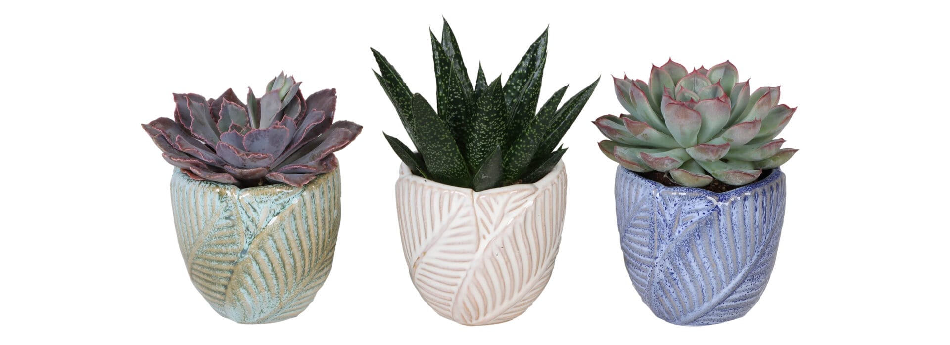 Succulent MIX