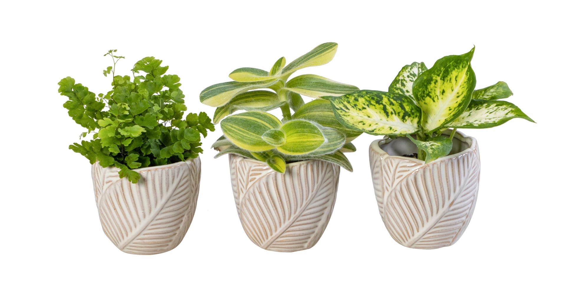 Green MIX