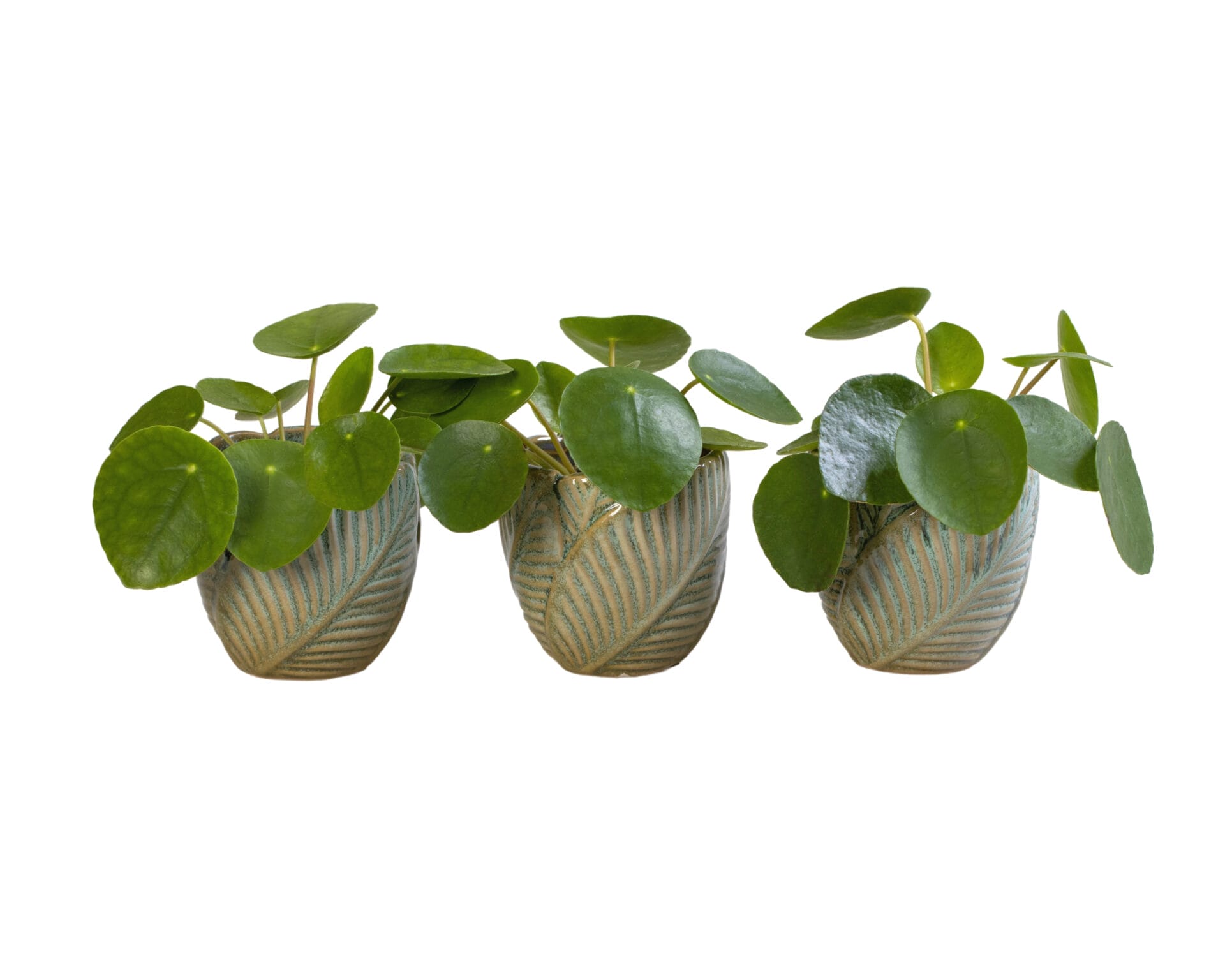 Pilea Peperomioides