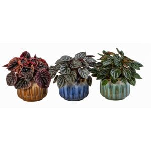 Peperomia MIX
