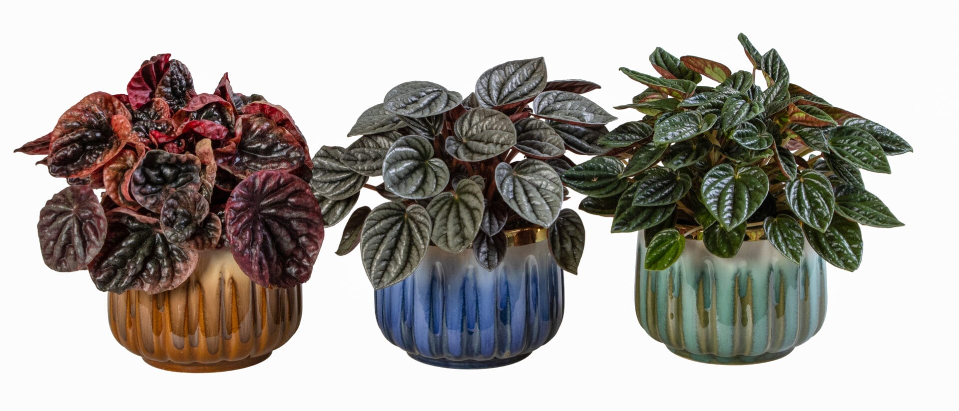 Peperomia MIX