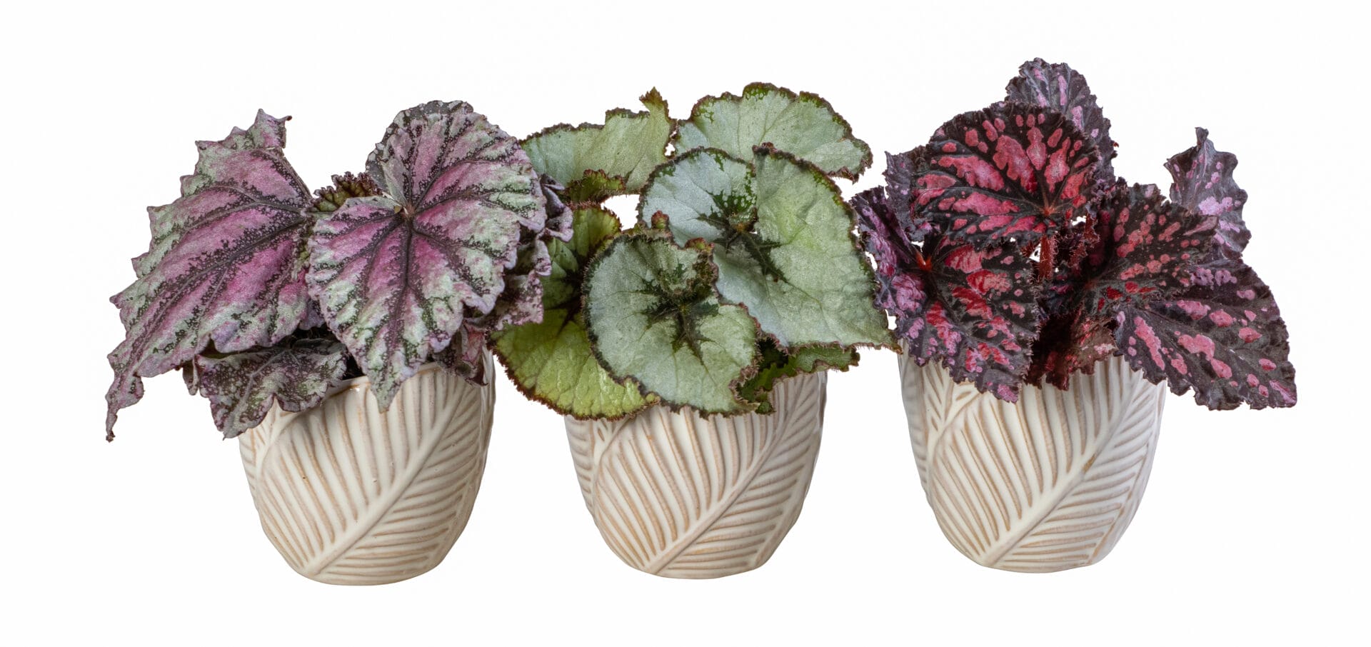 Begonia MIX