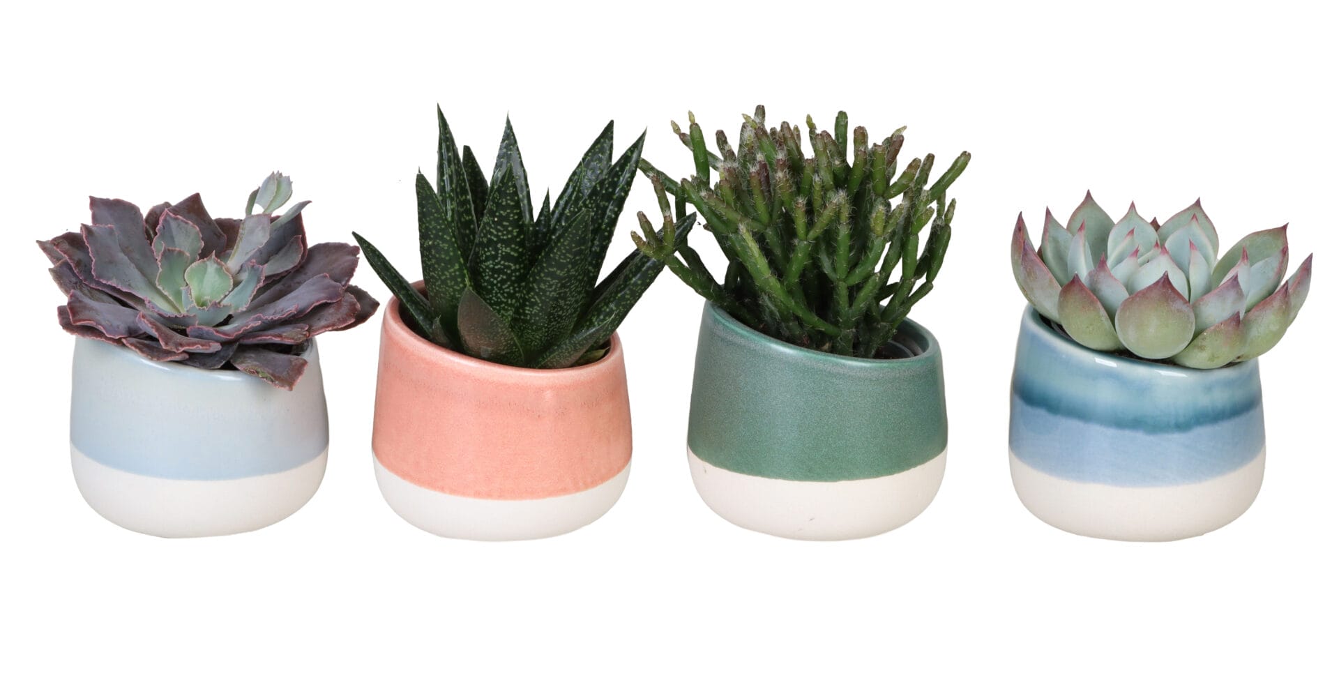 Succulent MIX