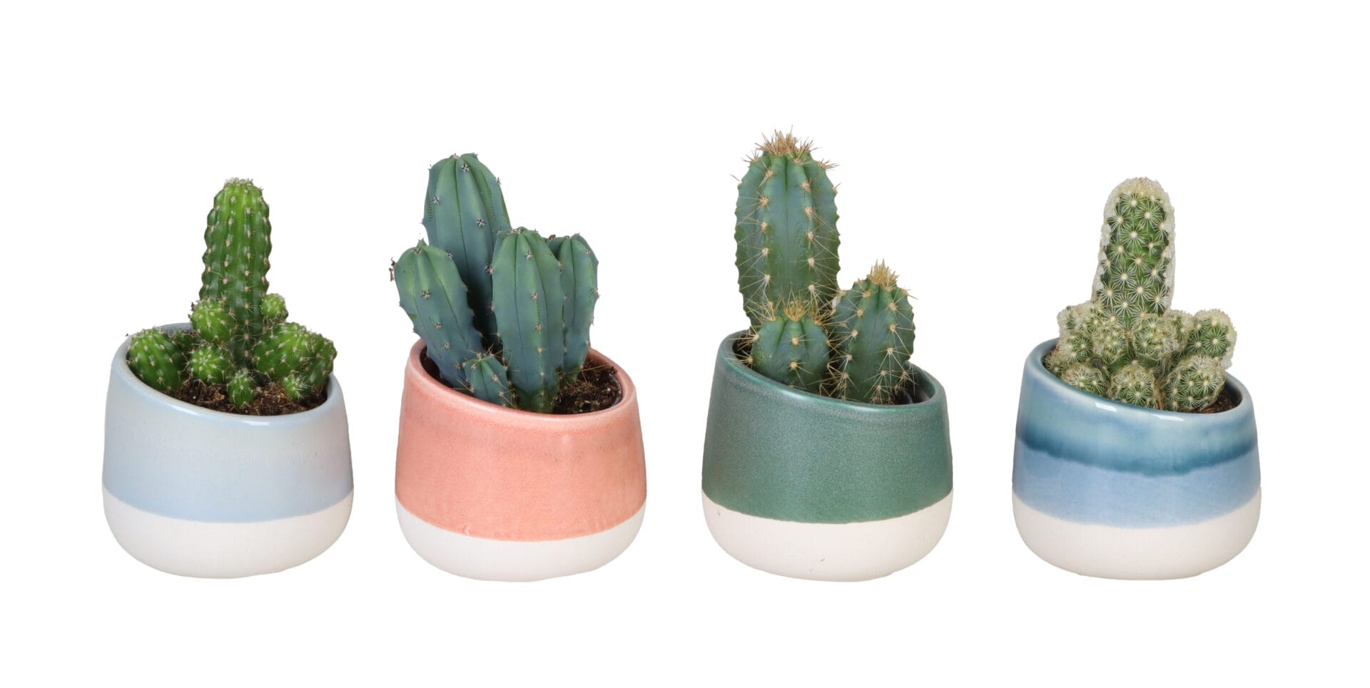 Cactaceae MIX