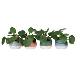 Pilea Peperomioides