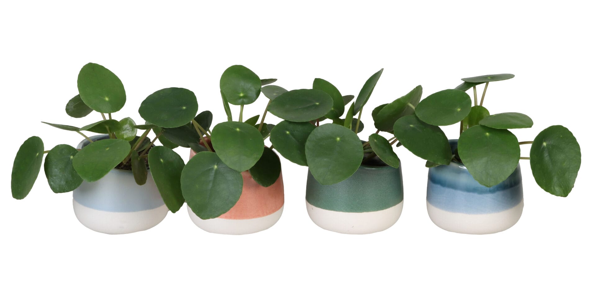 Pilea Peperomioides