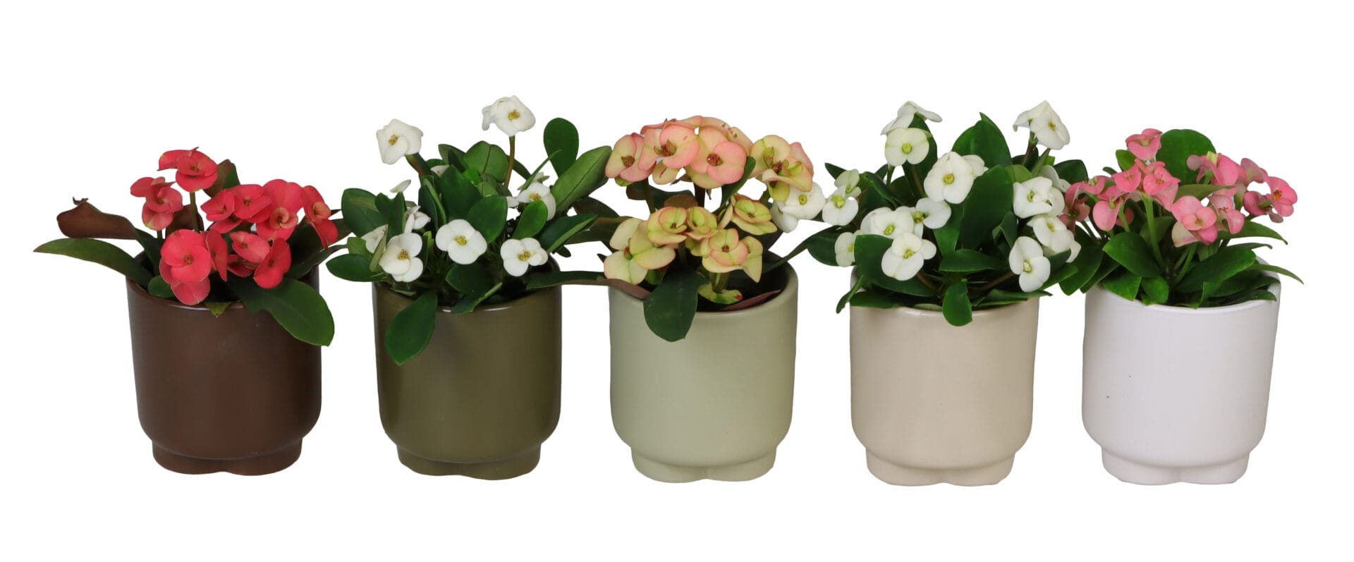Euphorbia Milii MIX