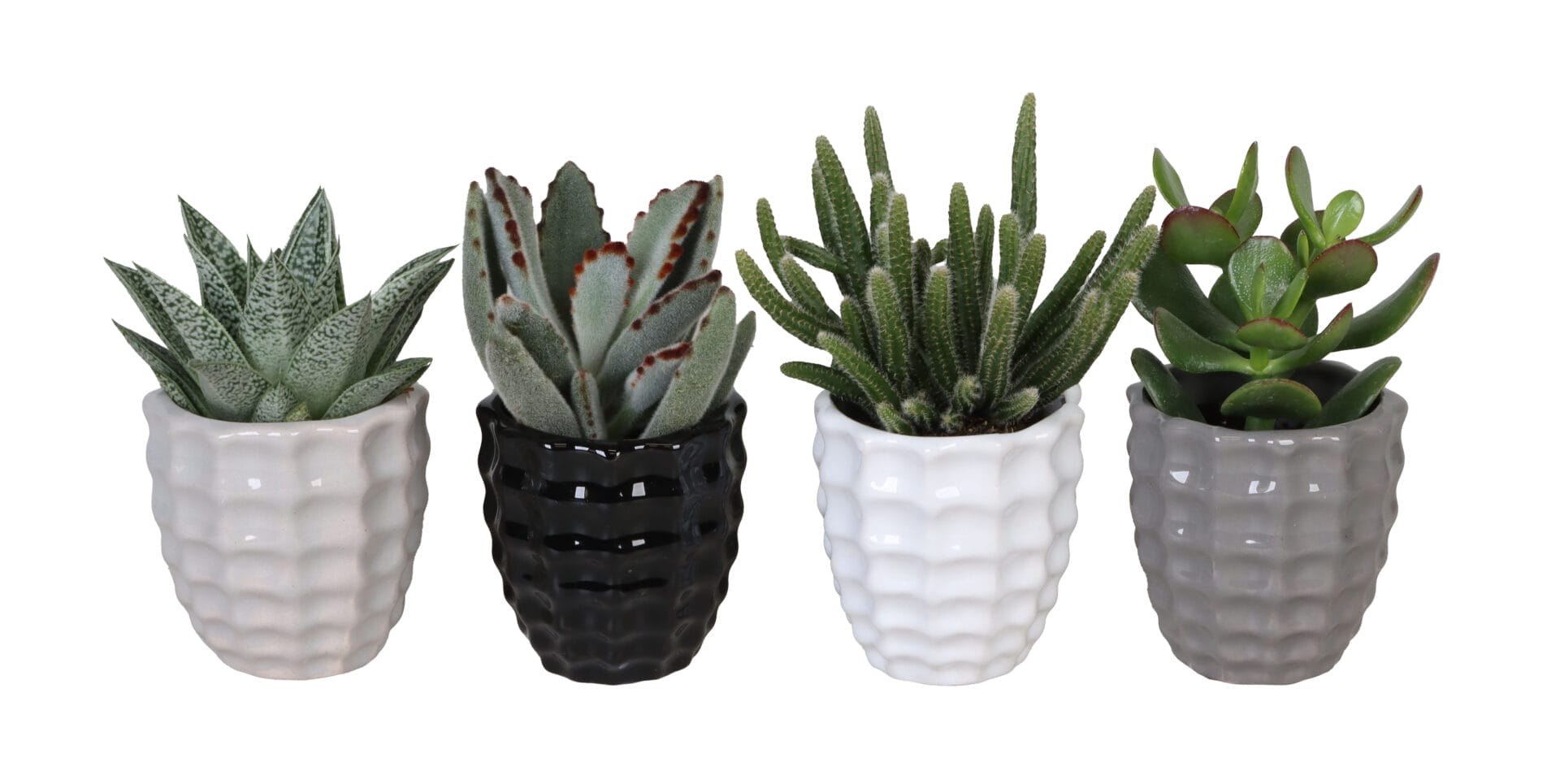 Succulent MIX