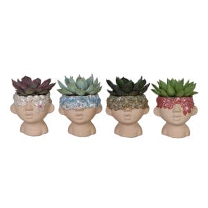 Echeveria MIX